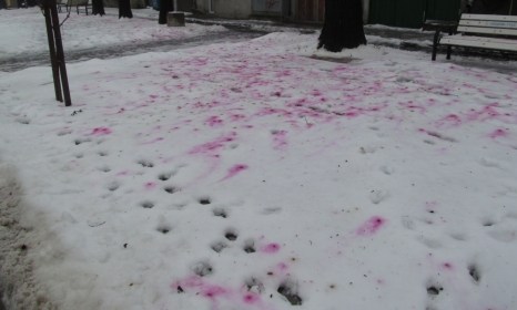Дроздове оцветиха снега в Русе