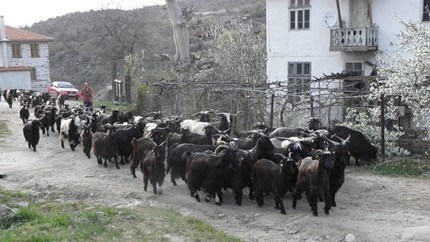 Трети път изследват за бруцелоза 12 ветеринари