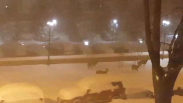 Сърни се разхождат на спокойствие във Вашингтон