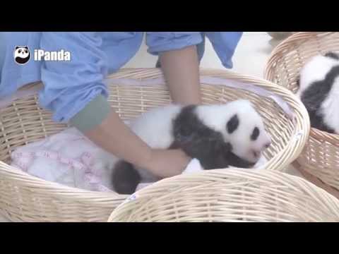 Най-сладката професия: Гледач на панди