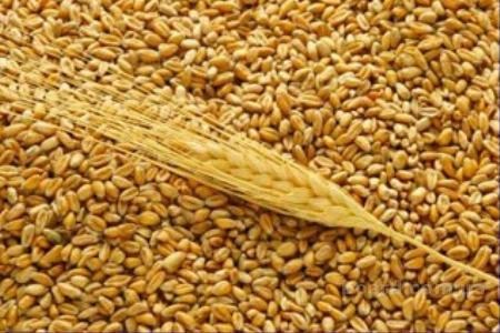 Шофьор разпродава пшеницата на шефа си