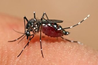 Три опасности за България покрай вируса Зика
