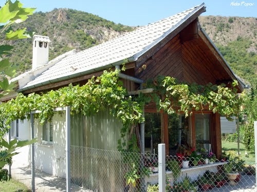 Зарязаха лозницата на пророчицата Ванга