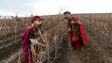 С древноримски ритуал зарязаха лозите в Свищовско