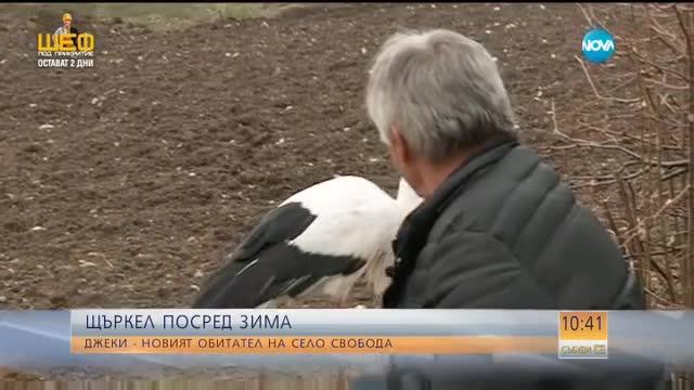 Кмет мами щъркел с риба цяла зима