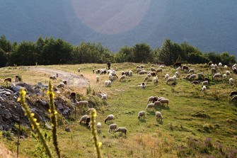 Нападение над животновъдна ферма в Родопите завърши с убит и тежко ранен