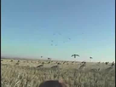 Хванаха в гюме за диви патици пишман бракониери с незаконни пушки