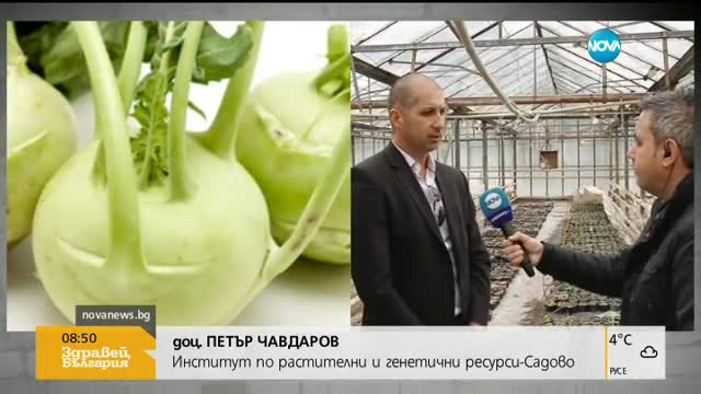 Нов български домат "Розово сърце" става хит на пазара