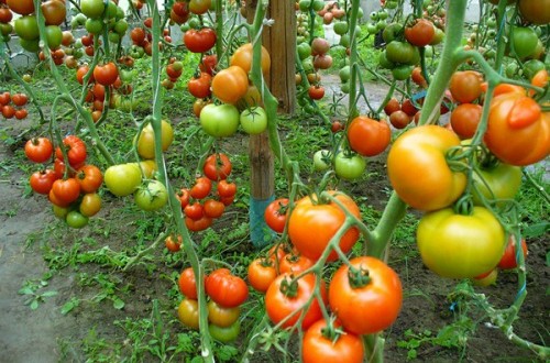 Дават 1,5 млн. лева за застраховане на земеделска продукция