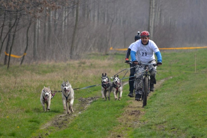Българи покоряват света на спорта с впрегатни кучета, обраха титлите в Сърбия