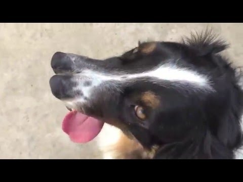Вижте кучето Тод, което има два носа