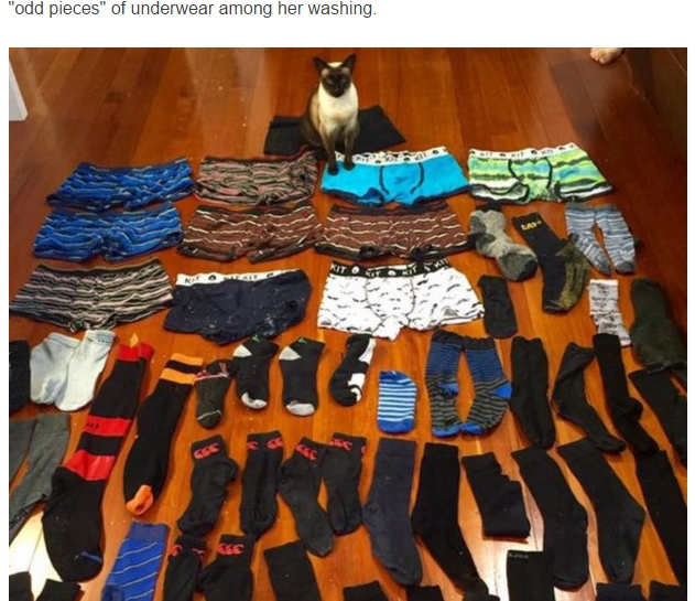 Котка краде мъжко бельо и чорапи през нощта