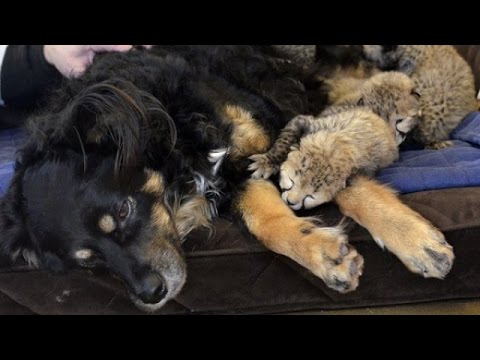 Куче се грижи за пет осиротели гепардчета (ВИДЕО)