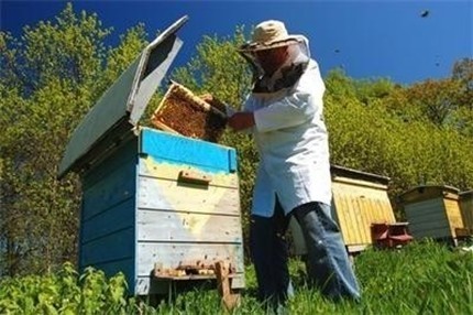 Масово гинат пчелите в Добруджа