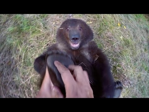 Вижте как човек гъделичка гризли по лапите
