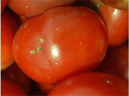 Производители твърдят: Продават заразени турски и полски домати