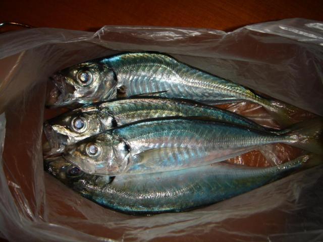 Скубят ни здраво за прясна риба по морето