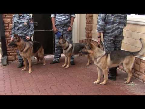 Най-влиятелният бандит в Русия - ето как живее