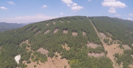 Прокуратурата погна незаконната сеч в Сърница