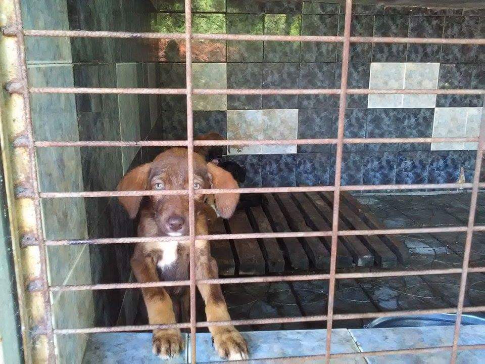 Стари снимки разпалиха скандала в кучешния приют в Кърджали