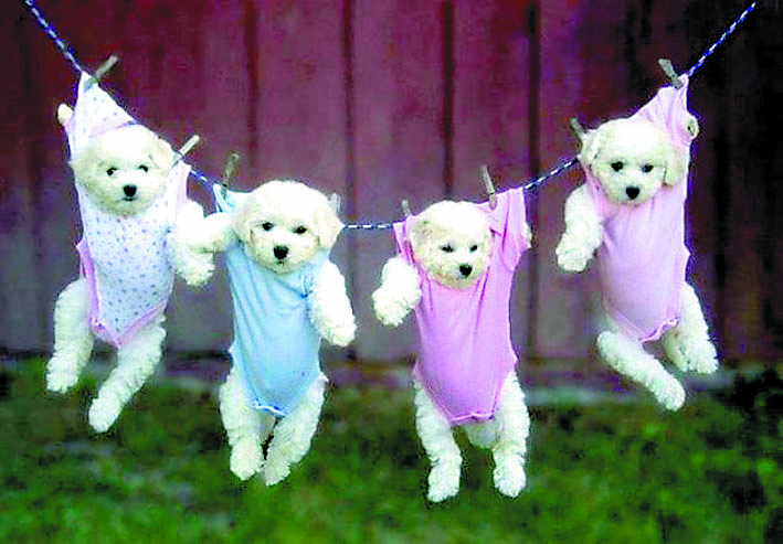 Смях от "Зодиак": Как действат противозачатъчните на блондинките