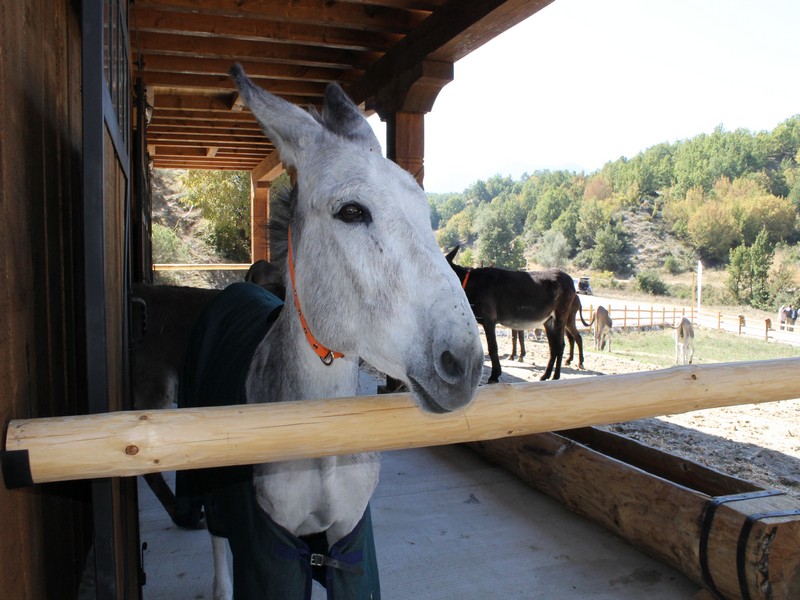 Педикюр за пенсионирани магарета