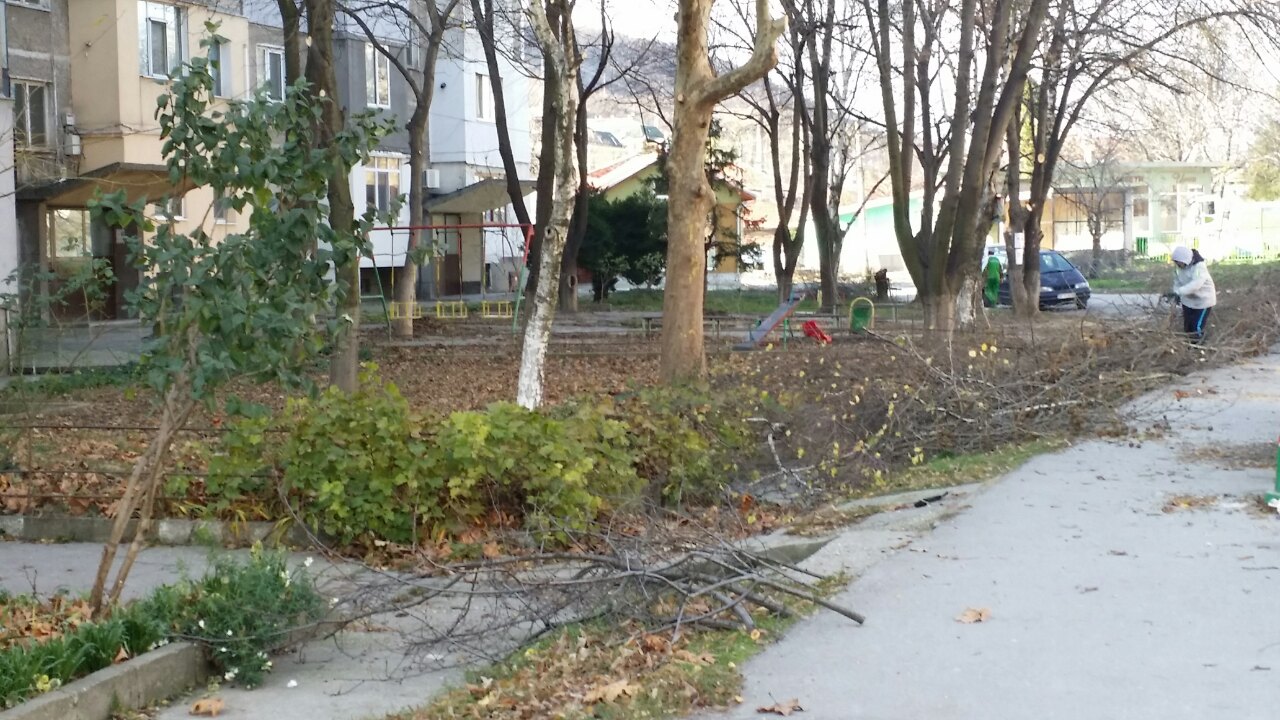Облагородяват градската среда заедно със санитарна сеч в Свищов