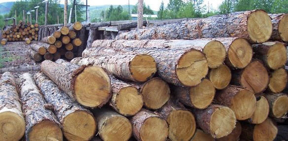 1000 куб. м строителна дървесина дарение за пострадалите от Хитрино