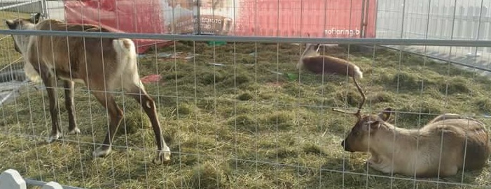 Столичен мол предизвика силно възмущение заради затворени елени в клетка