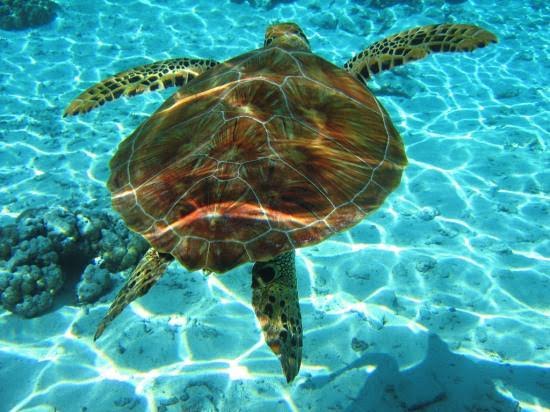 Морска костенурка прекоси Босфора и стигна в румънски води