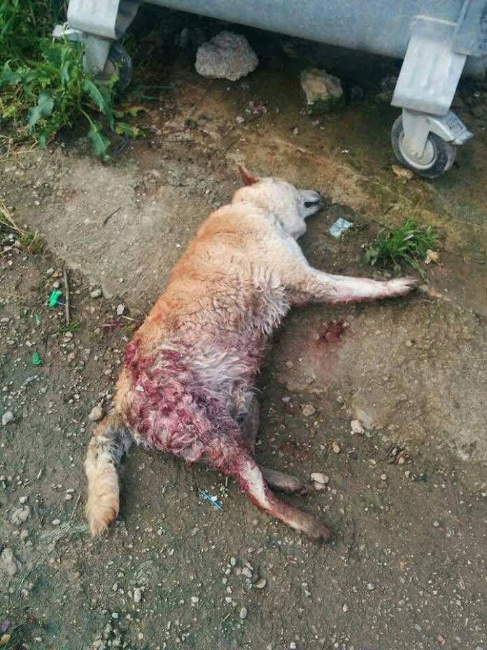 Неизвестен избива и малтретира домашни животни в къща край Търново (18 +)