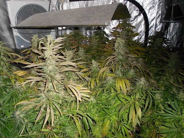 Разбиха модерна оранжерия за канабис в столичния квартал "Надежда"