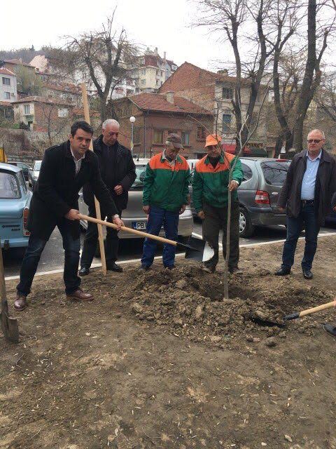 Районен кмет в Пловдив изпълни обещание, засади "копринено дърво"