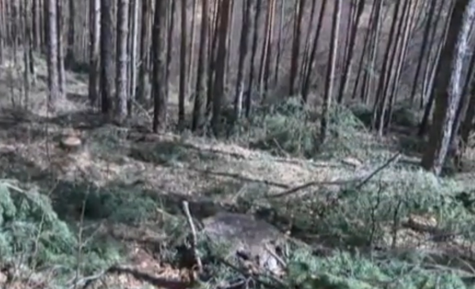 Незаконна сеч край пазарджишко село, унищожени са над 600 дървета