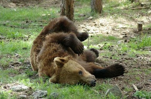 Мечката Вела издъхна в съня си