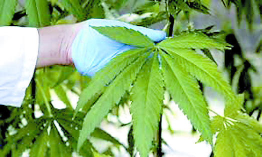 И 13-годишни почнаха да садят канабис