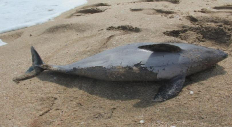 Морето изхвърли трупове на овце и делфини