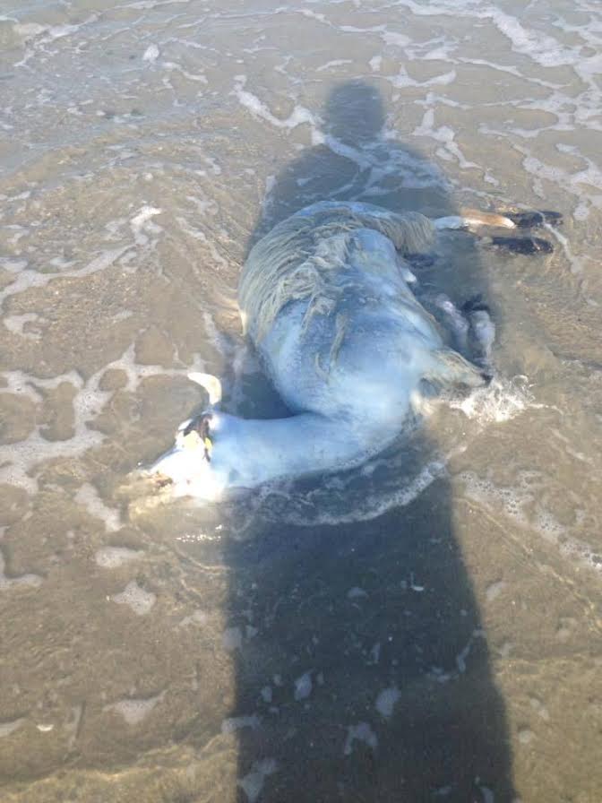 Морето изхвърли още овчи трупове на варненския плаж