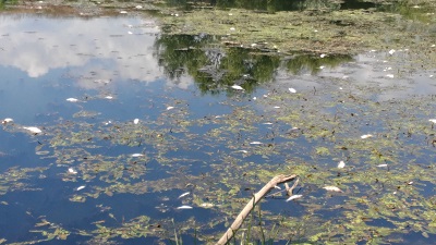 Пак изплува мъртва риба в Тунджа