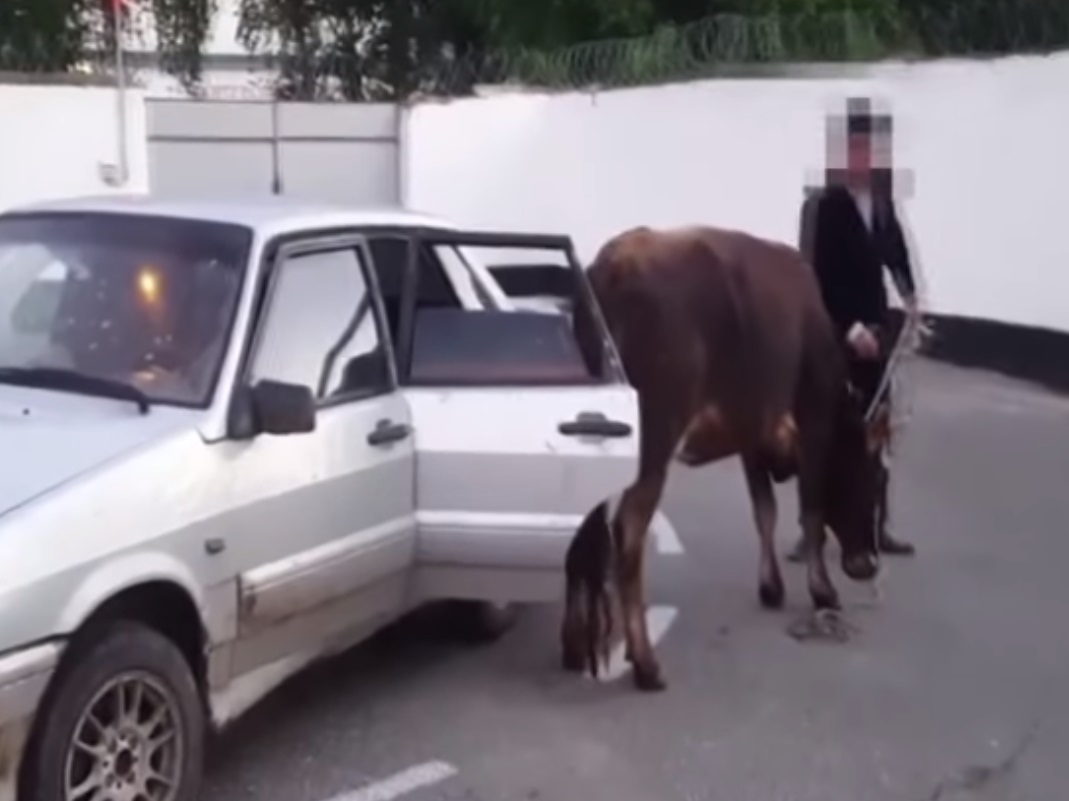 Руски катаджии спряха Лада за превишена скорост и откриха вътре крава (ВИДЕО)