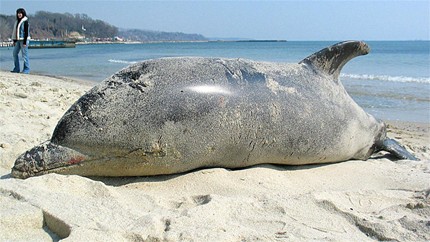 Проверяват сигнали за изхвърлени от морето мъртви делфини