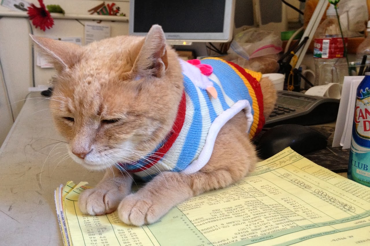 Котаракът кмет от Аляска почина след 20 години на поста