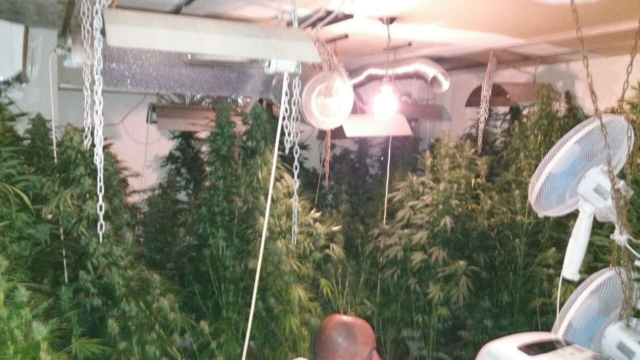 Полицаи иззеха 52 кг канабис от домашна наркоферма в Бургас