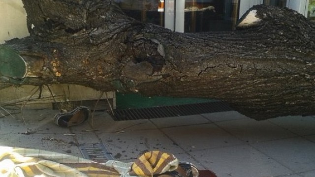 Дърво падна и счупи крак на жена на столичния булевард "Дондуков"