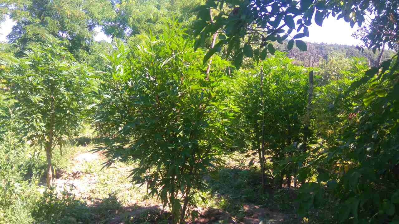 Полицаи откриха огромна ферма за канабис в затънтено село