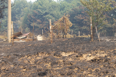 Само 2 хиляди дка гора може да бъде спасена