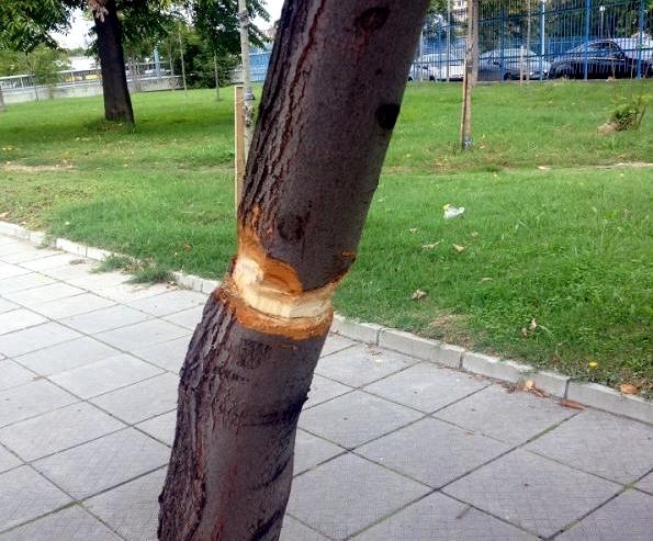 В ОП „Градини и паркове” пропищяха от вандалите под тепетата