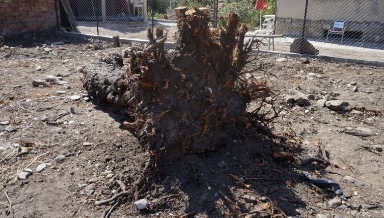 Откриха гърне с имане под корените на дърво в Мездра