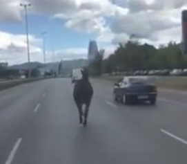 Кон препуска по "Цариградско шосе" в София (ВИДЕО)