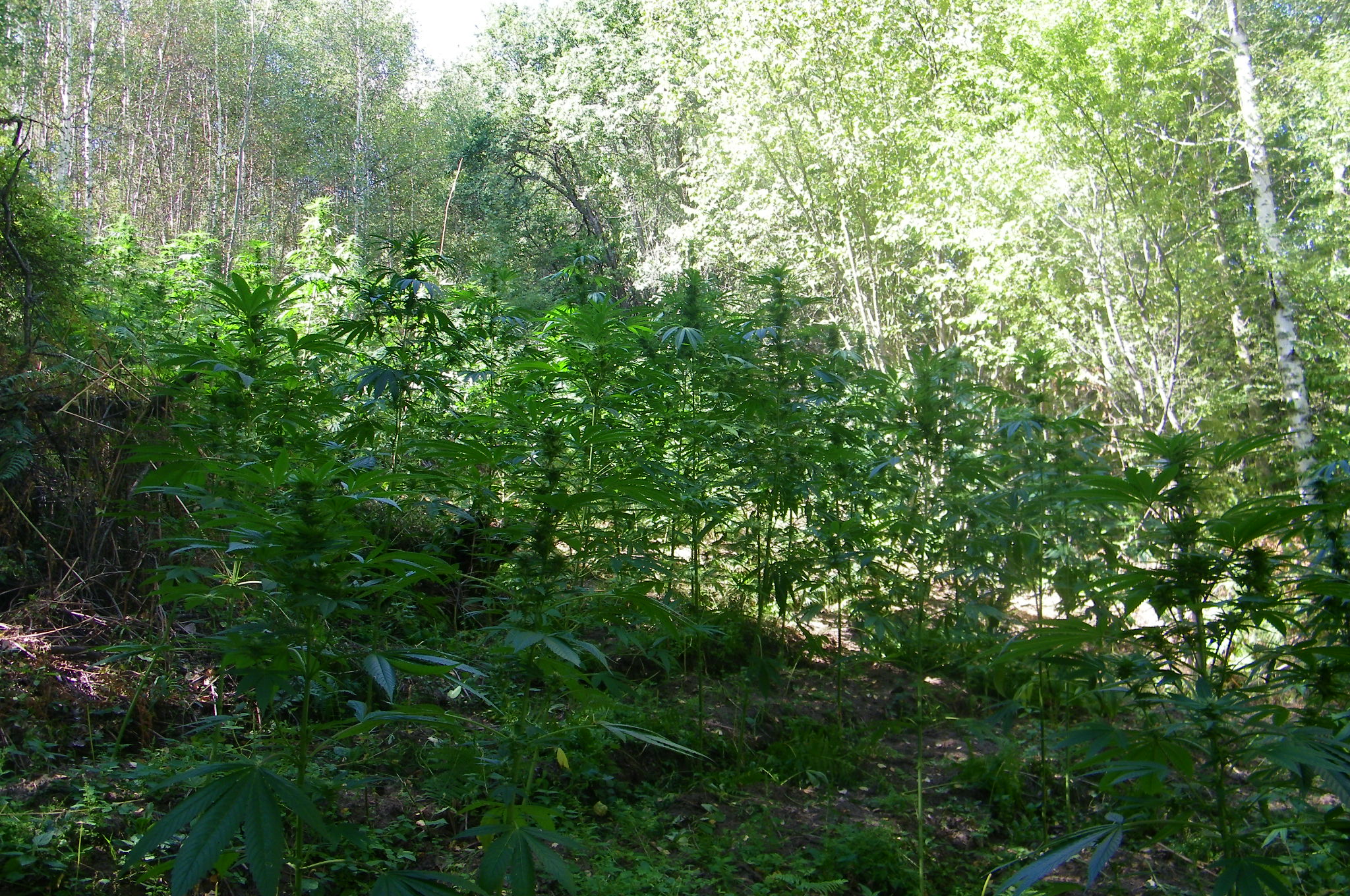 Над 2 тона канабис откриха служители на ГПУ - Златарево